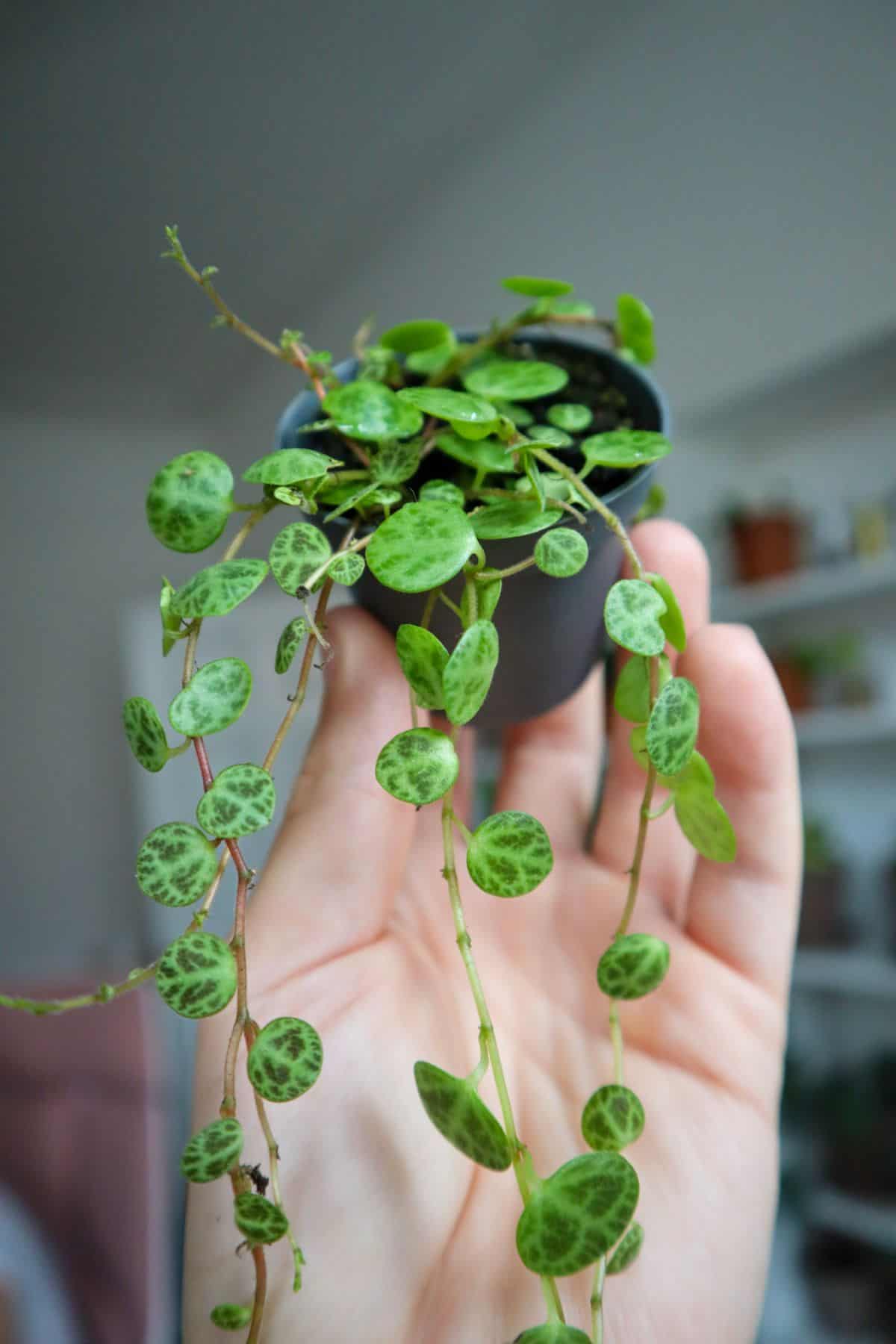 string of turtles plant in hand