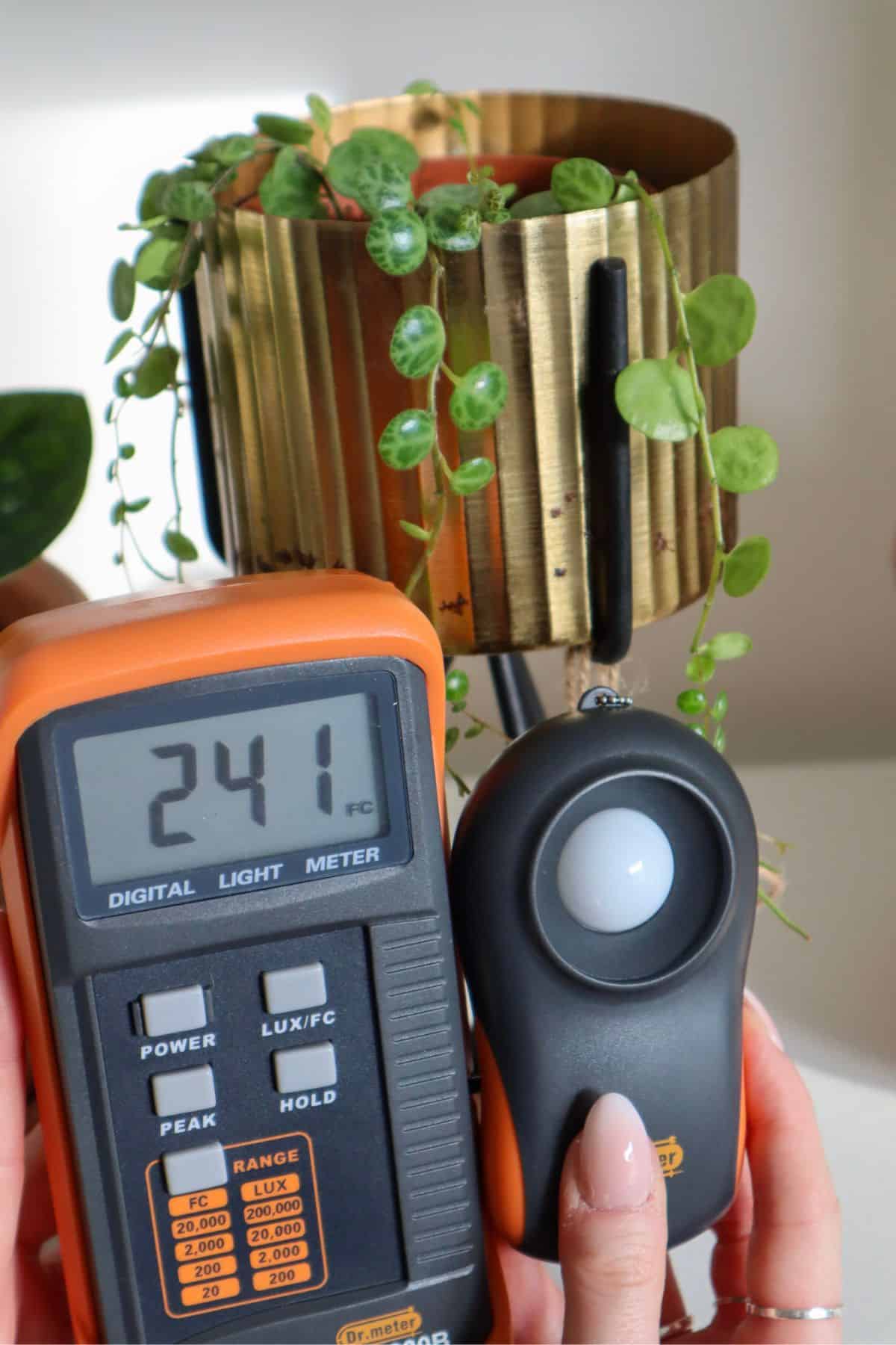 peperomia prostrata with lightmeter showing 241 footcandles