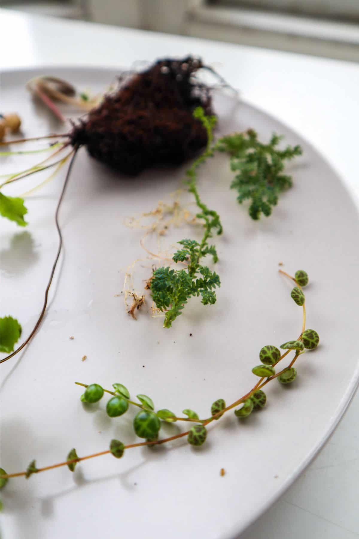 String of turtles and other plant cuttings on plate