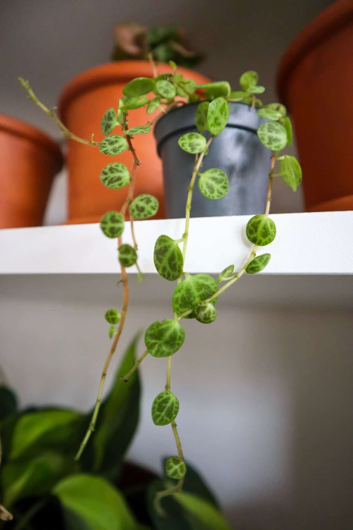 String of turtles on shelf