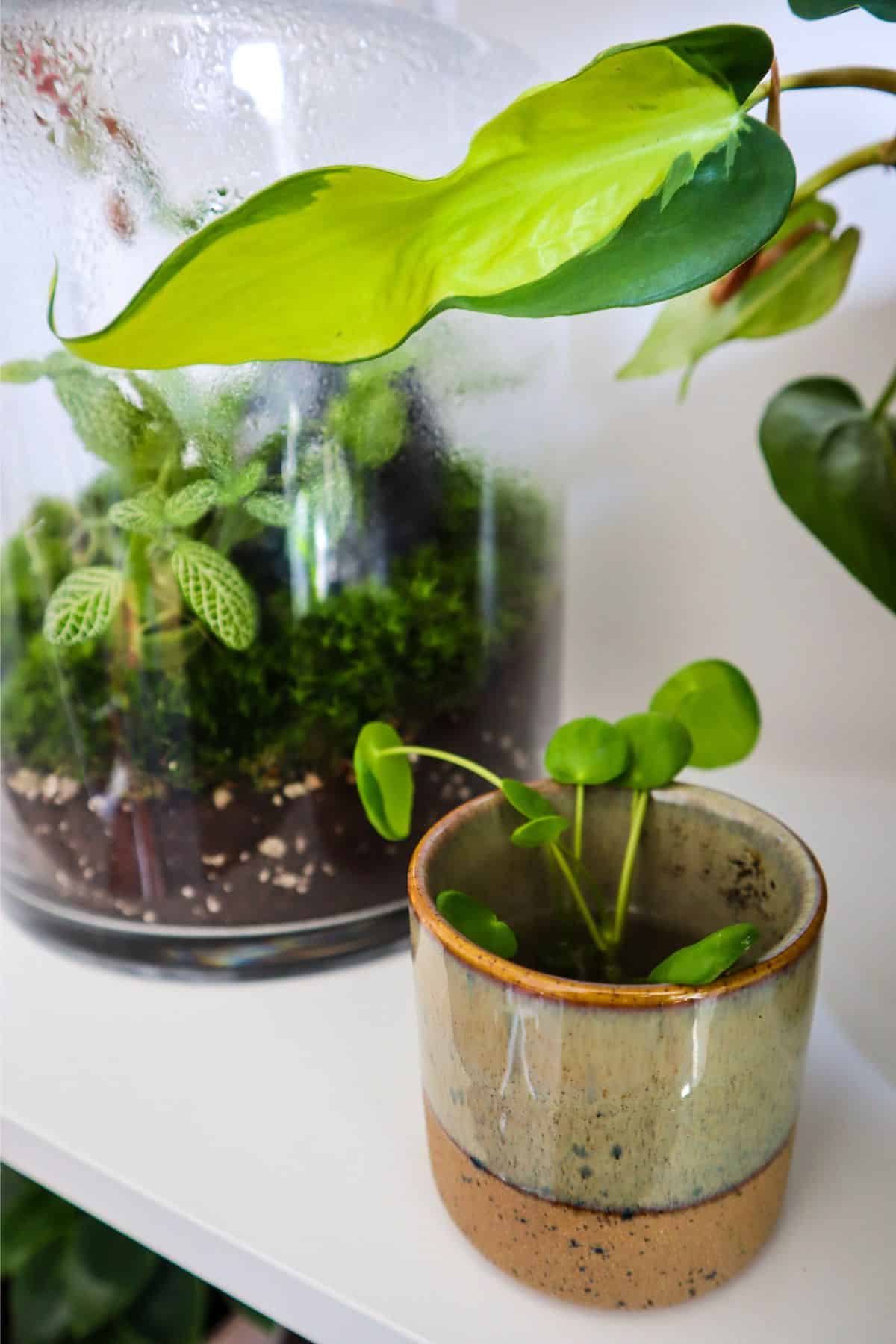 tiny pilea peperomioides on shelf next to terrarium