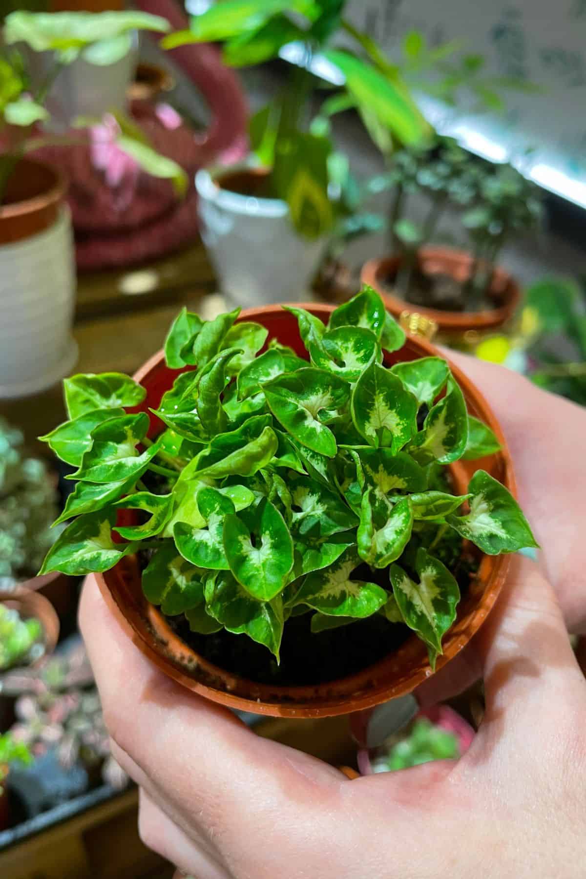 tiny syngonium plant in store