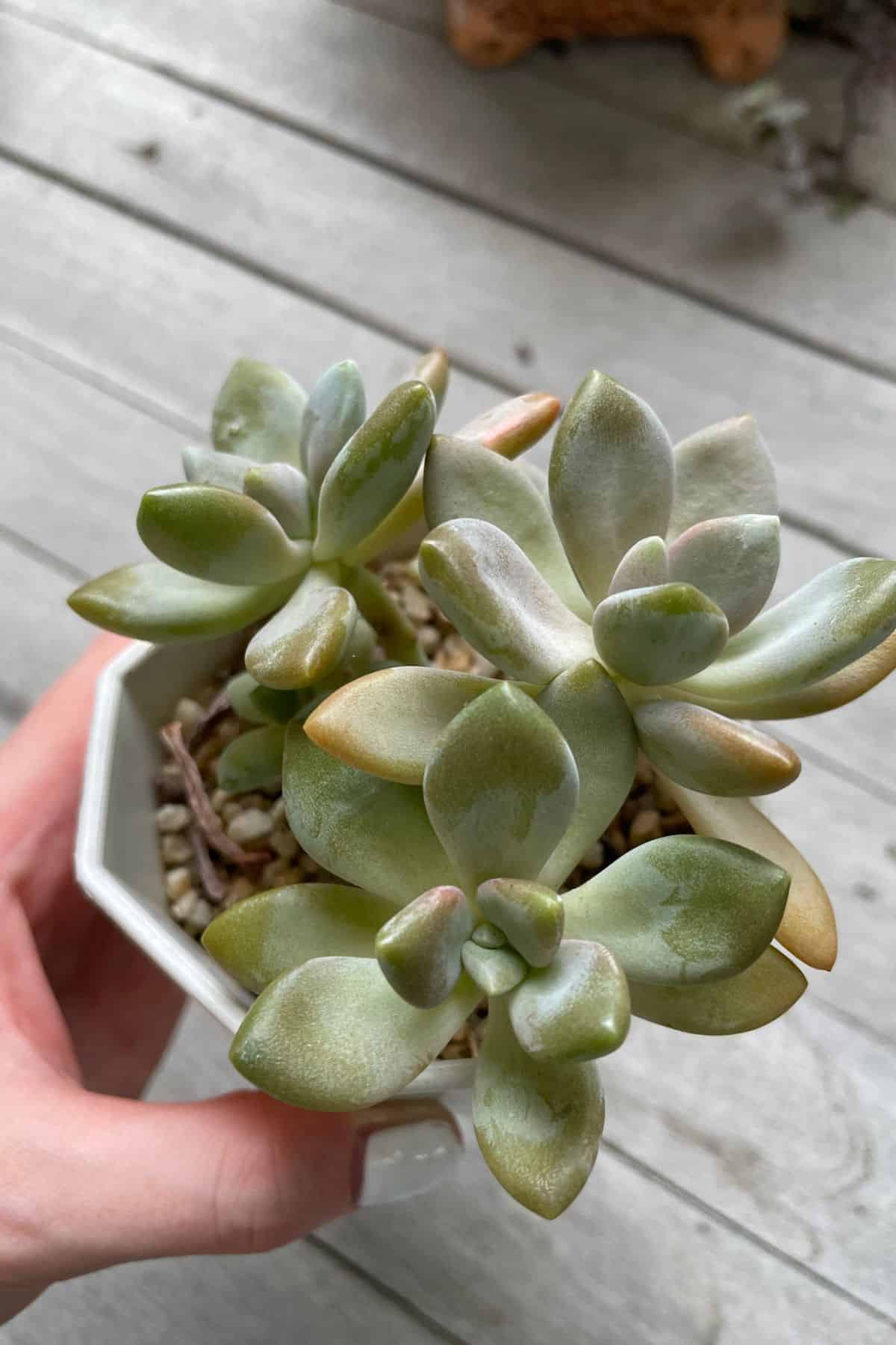 Succulent in pot