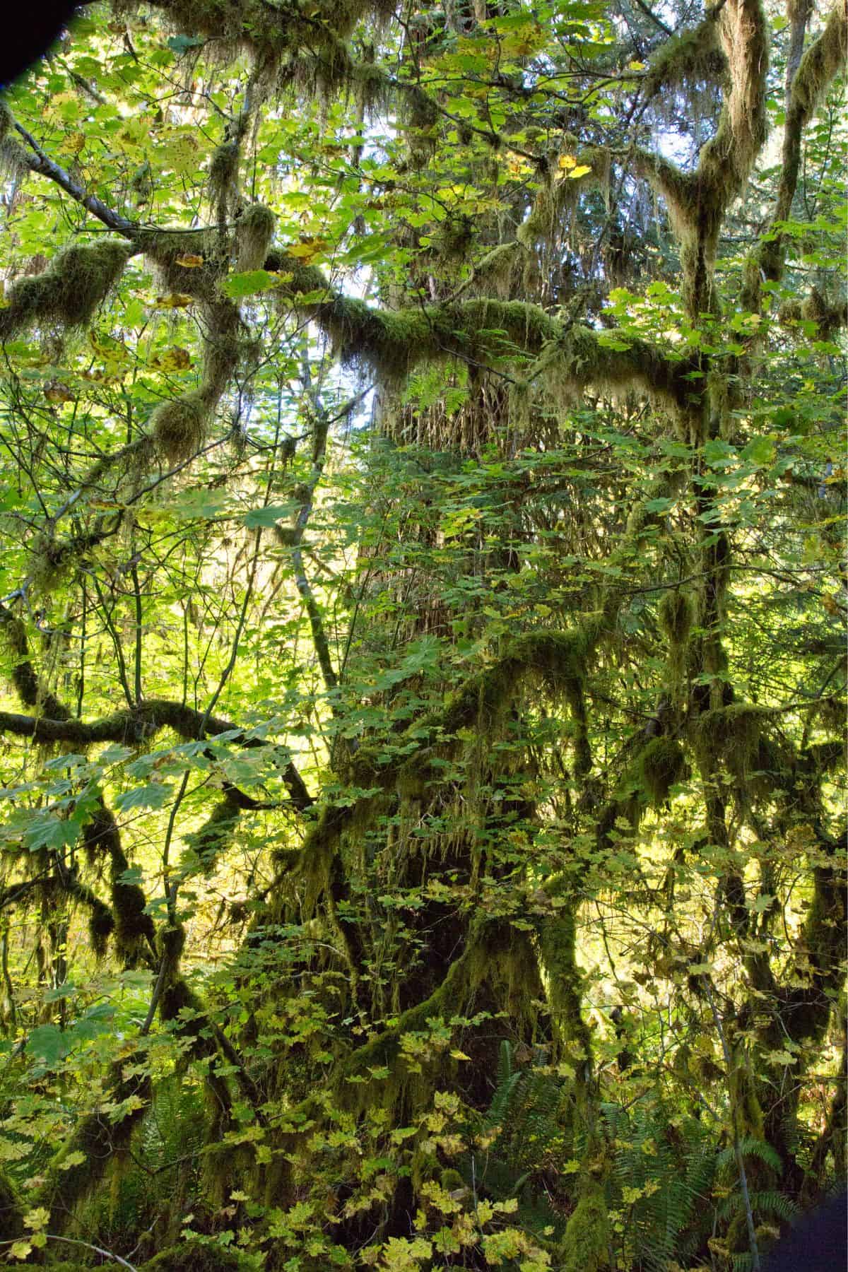 rainforest layers