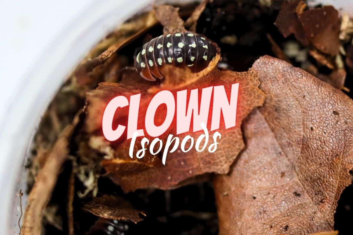 clown isopods on leaf