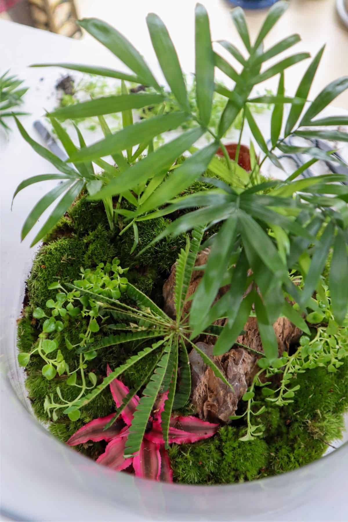 Cryptanthus bivittatus in terrarium