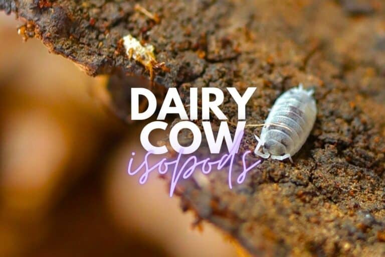 dairy cow isopod