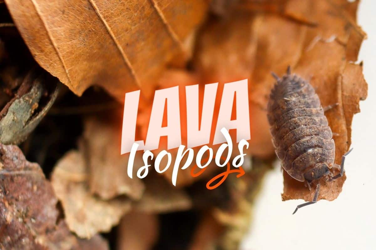 Lava Isopods