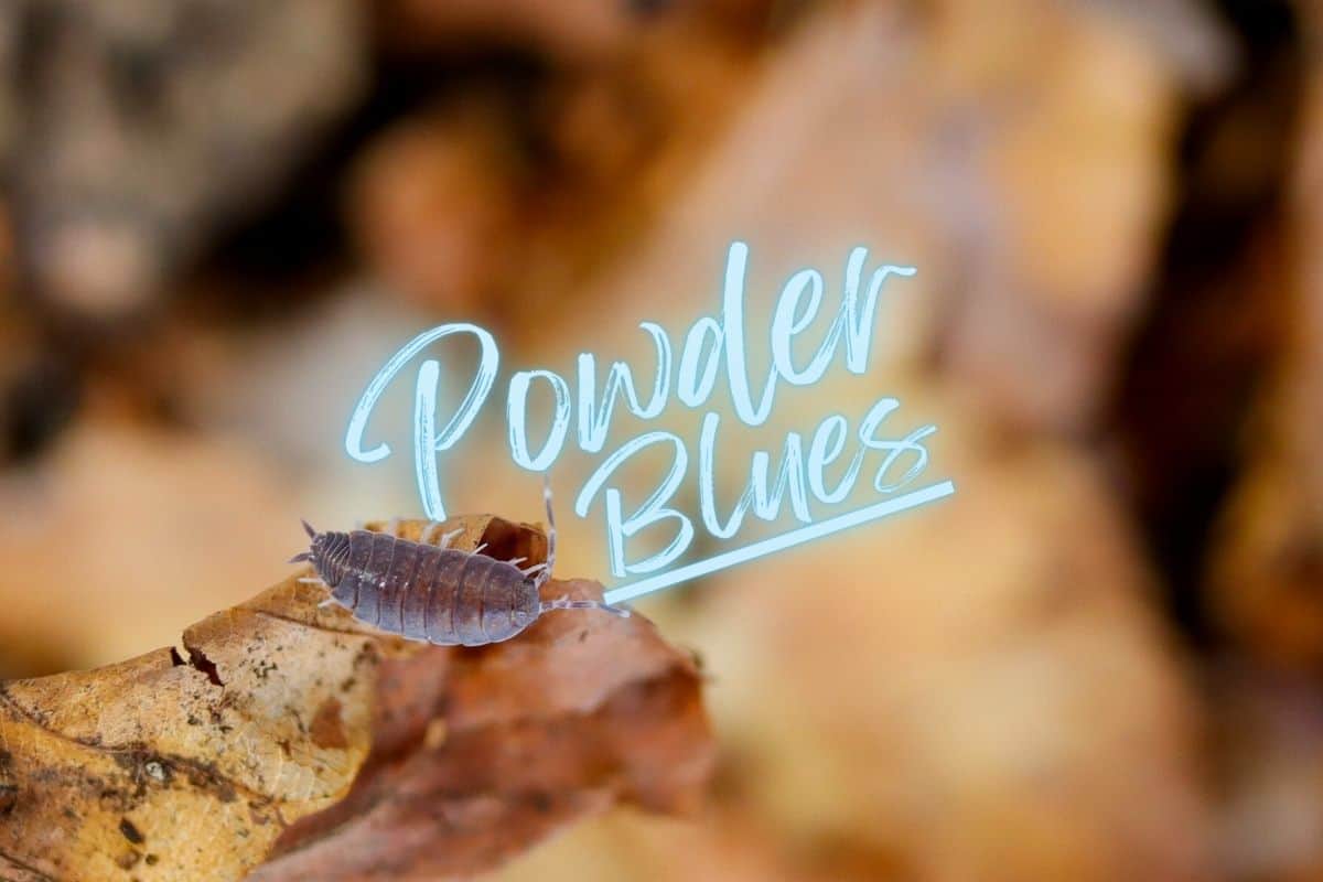 Powder Blue Isopods Care & Use (Porcellionides pruinosus)