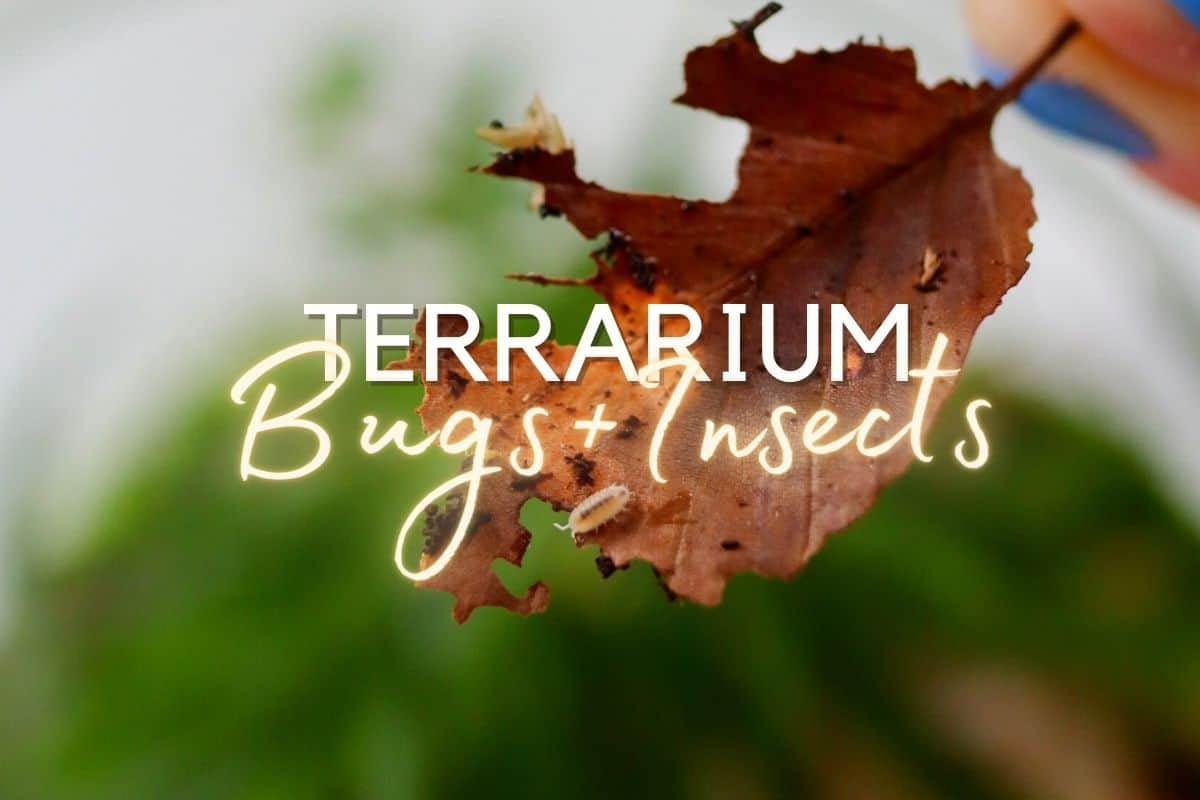 The Best Worst Terrarium Insects and Bugs 12 Species