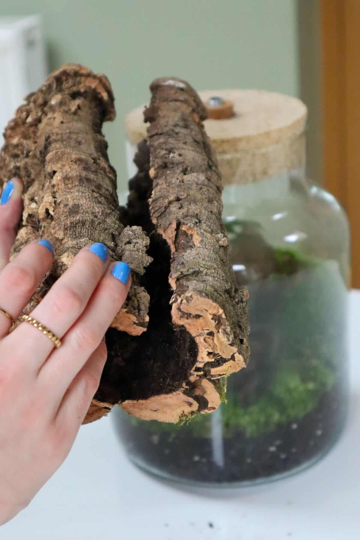 The Complete Cork Bark Guide (Bioactive + Hardscape)