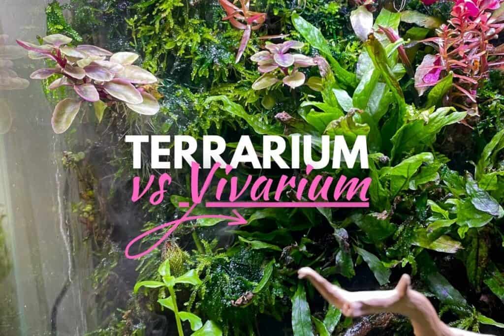 Terrarium vs Vivarium (+ Other “Ariums”) Explained Terrarium Tribe