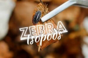 Zebra Isopods (Armadillidium maculatum) Bioactive Care Guide