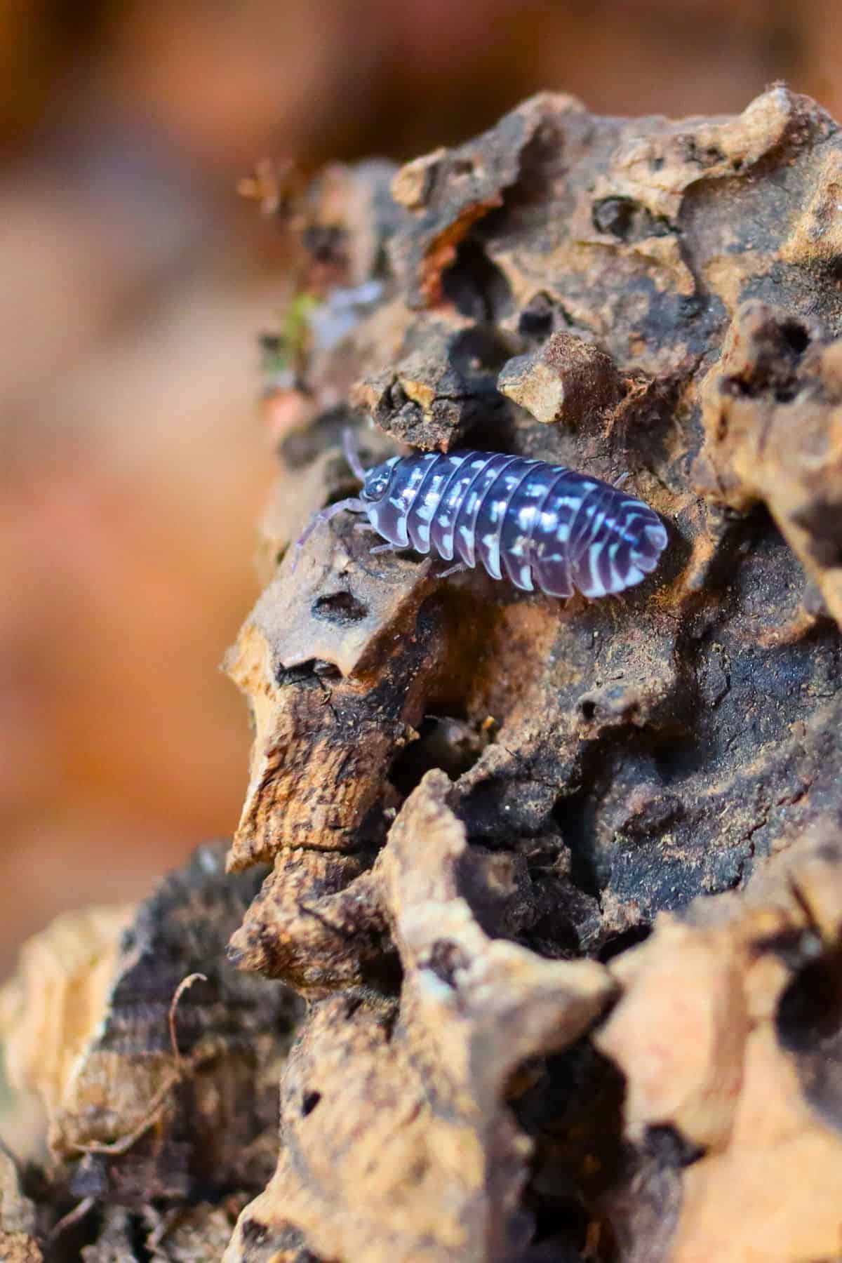 Zebra isopods on cork bark