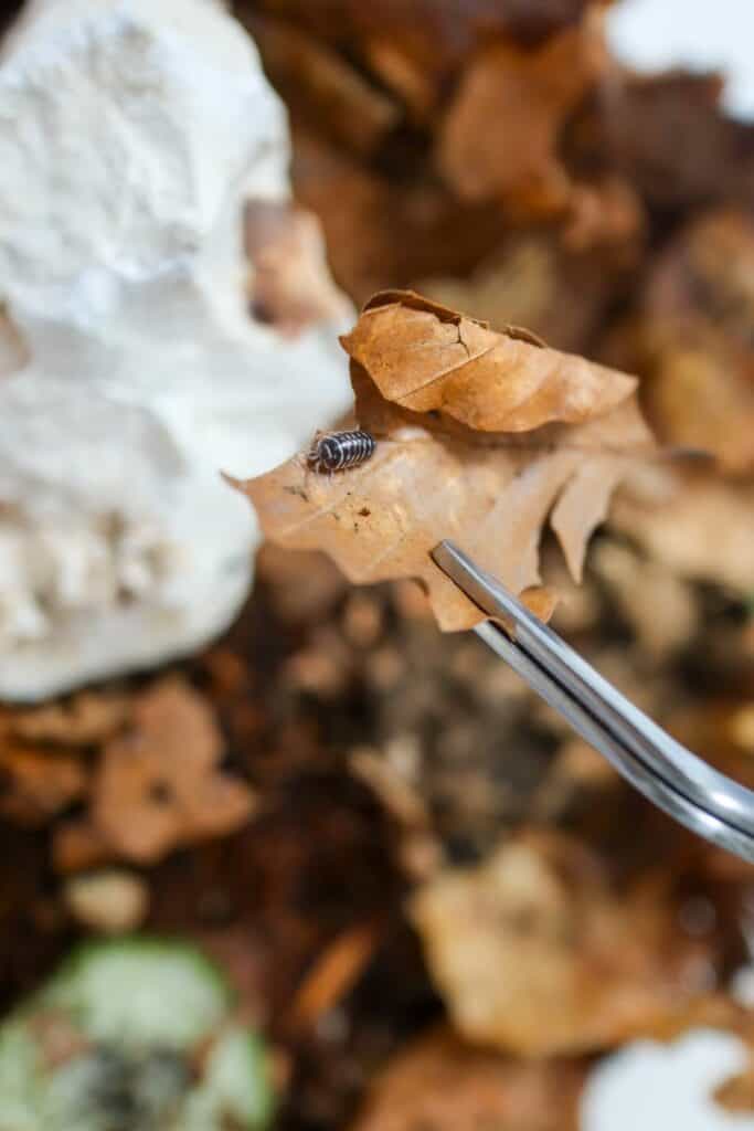 Zebra Isopods (Armadillidium maculatum) Bioactive Care Guide