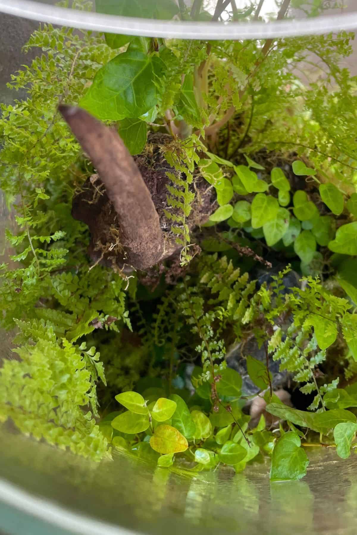 Large Bio-Bowl Terrarium with Organic Woodland Plants 2