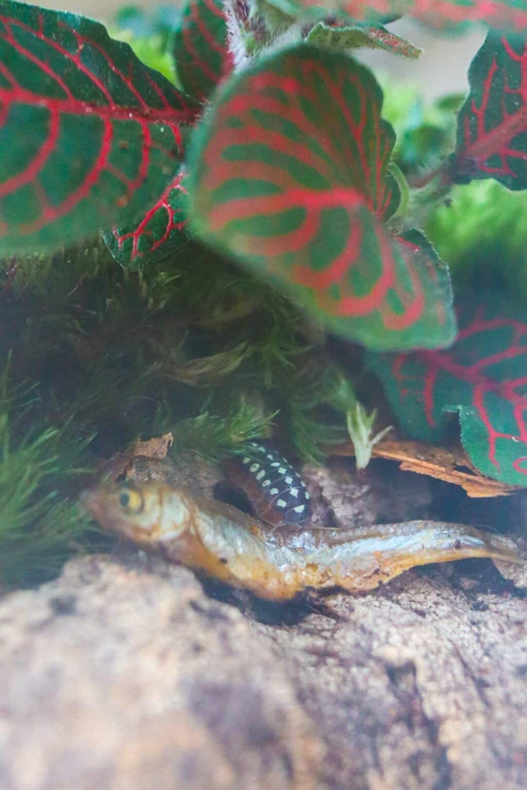 The Complete Clown Isopod Care Guide (Armadillidium klugii)