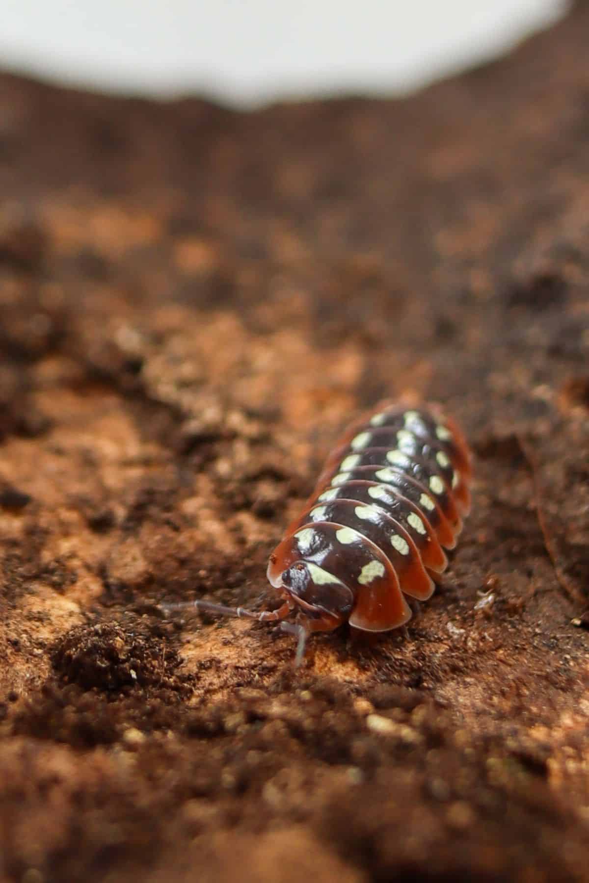 clown isopods on cork bark