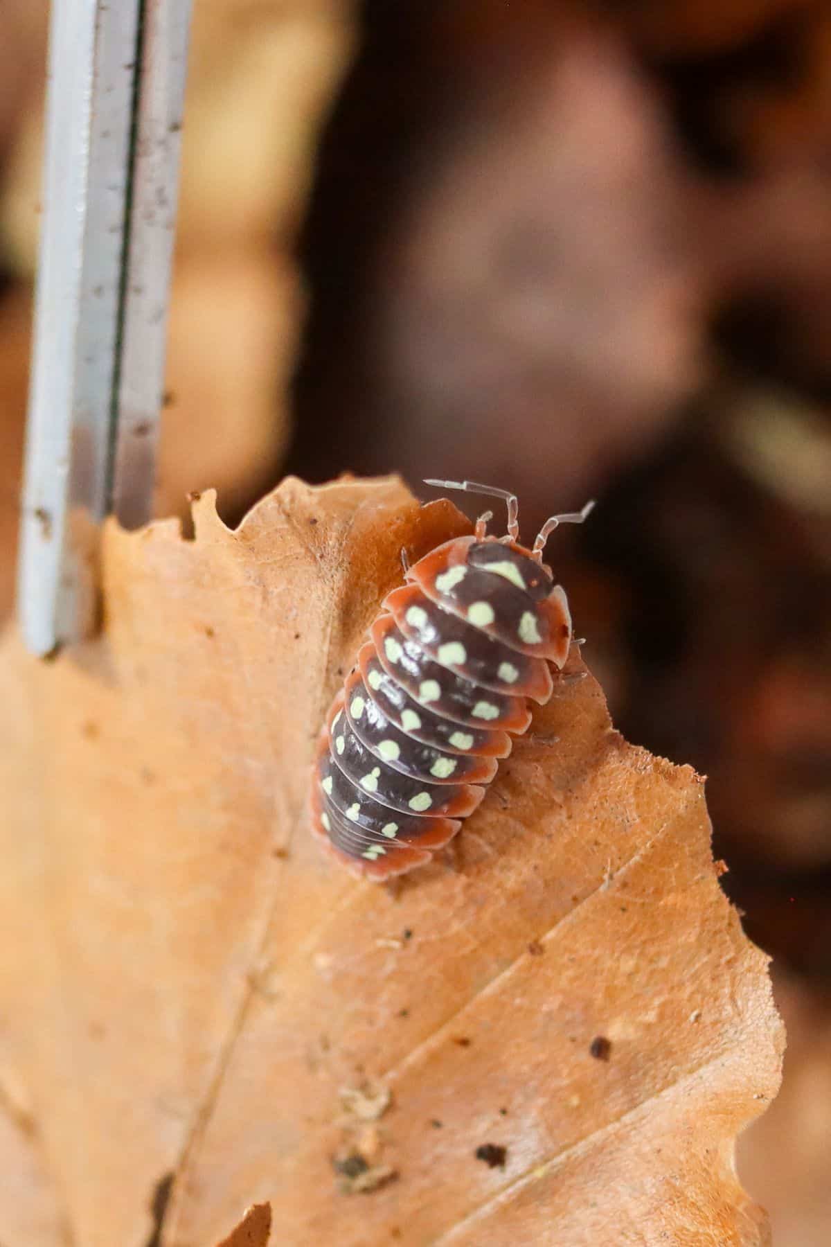 clown isopods on leaf litter