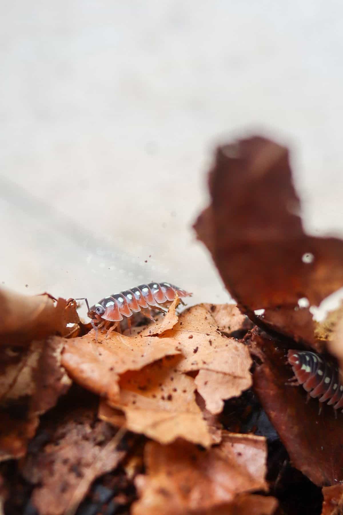 clown isopods on leaf litter