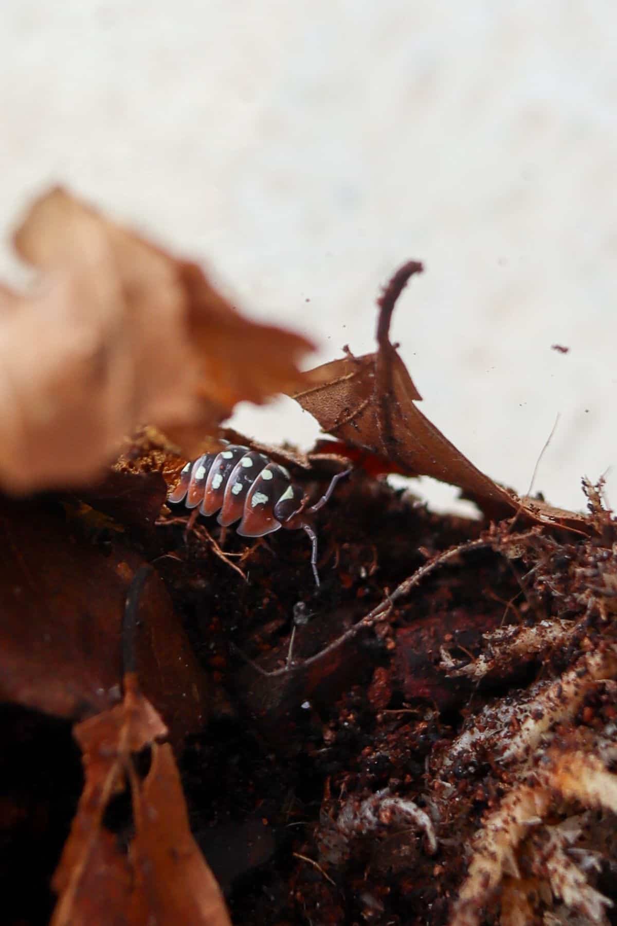 clown isopods on leaf litter