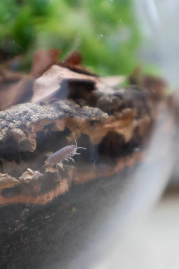 The Best (& Worst) Terrarium Insects and Bugs 12+ Species