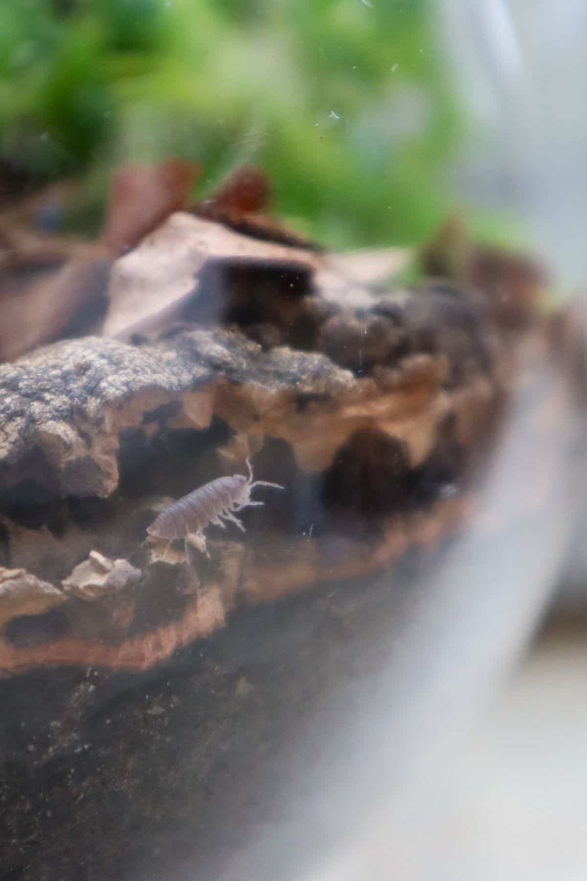 cubaris murina isopods in terrarium