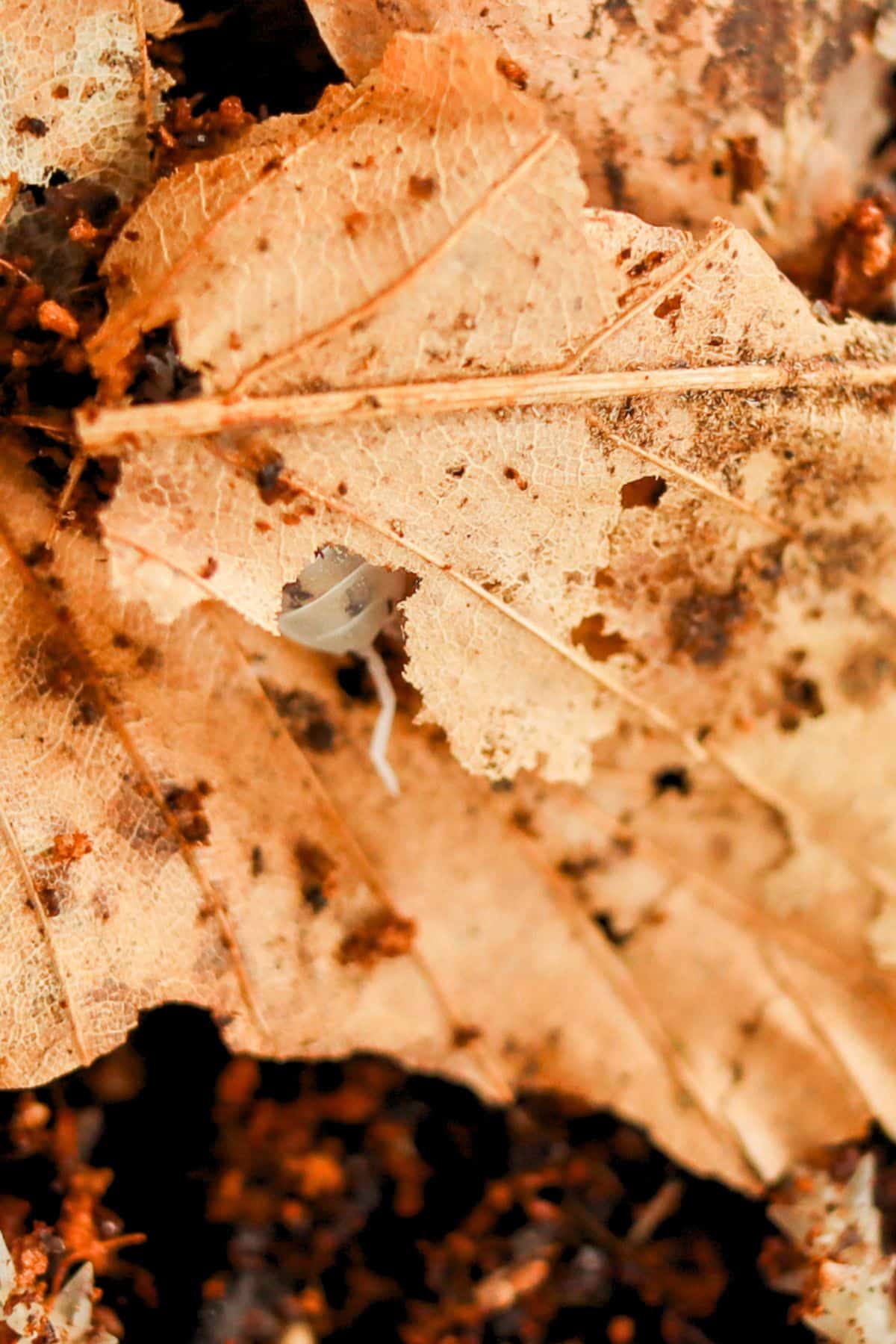 dairy cow isopod hiding in leaf