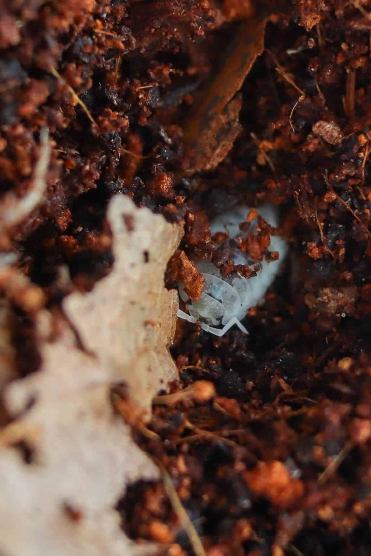 dairy cow isopod hiding in substrate