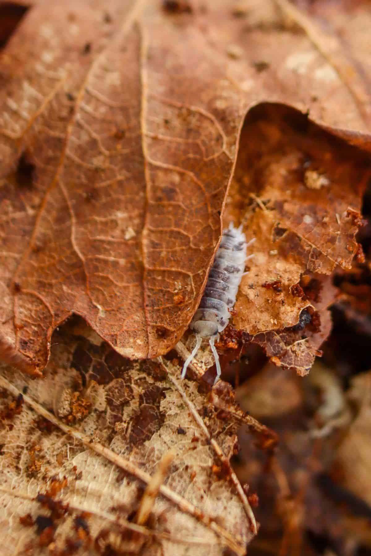 dairy cow isopod on leaf