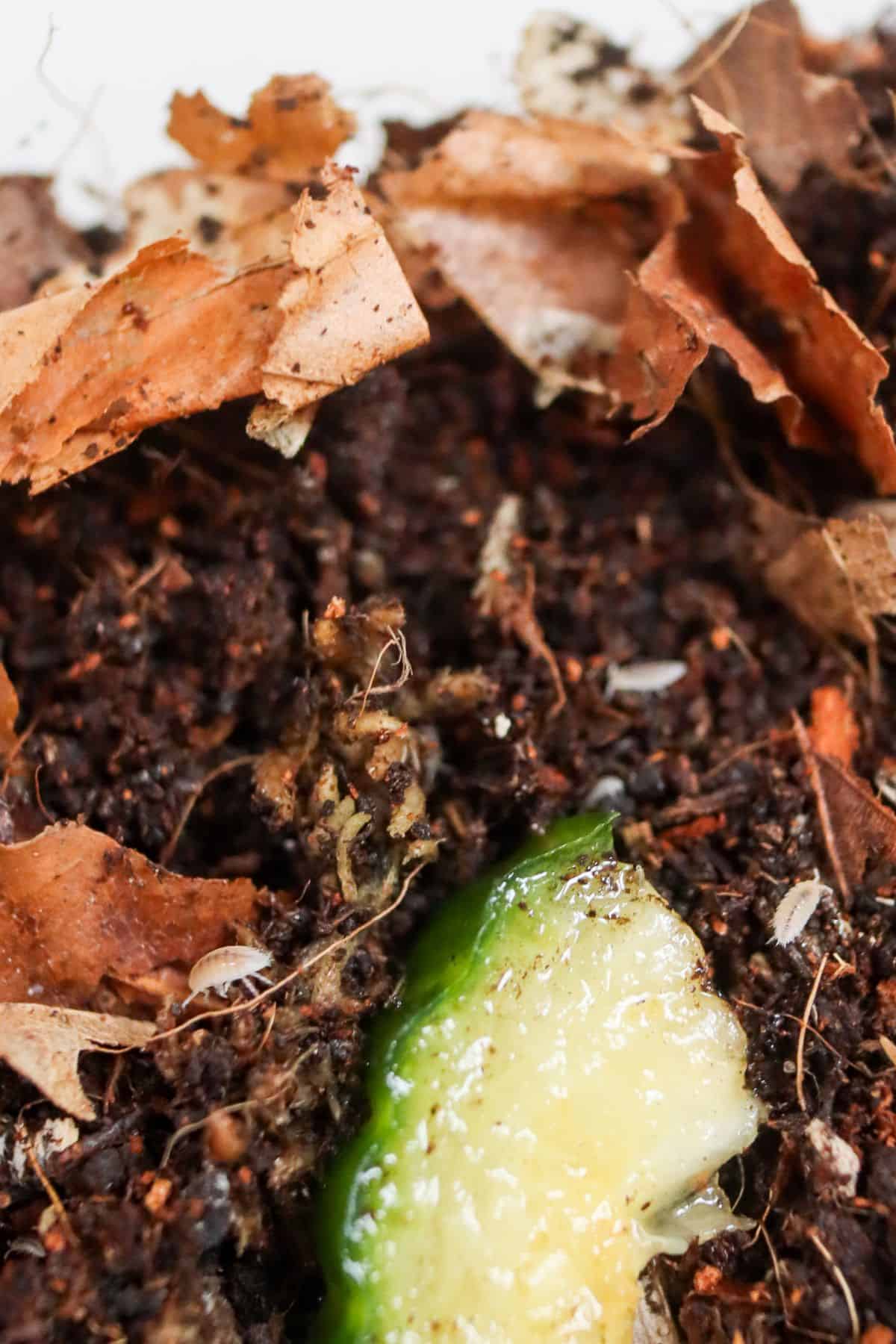 dwarf white isopods feeding on cucumber