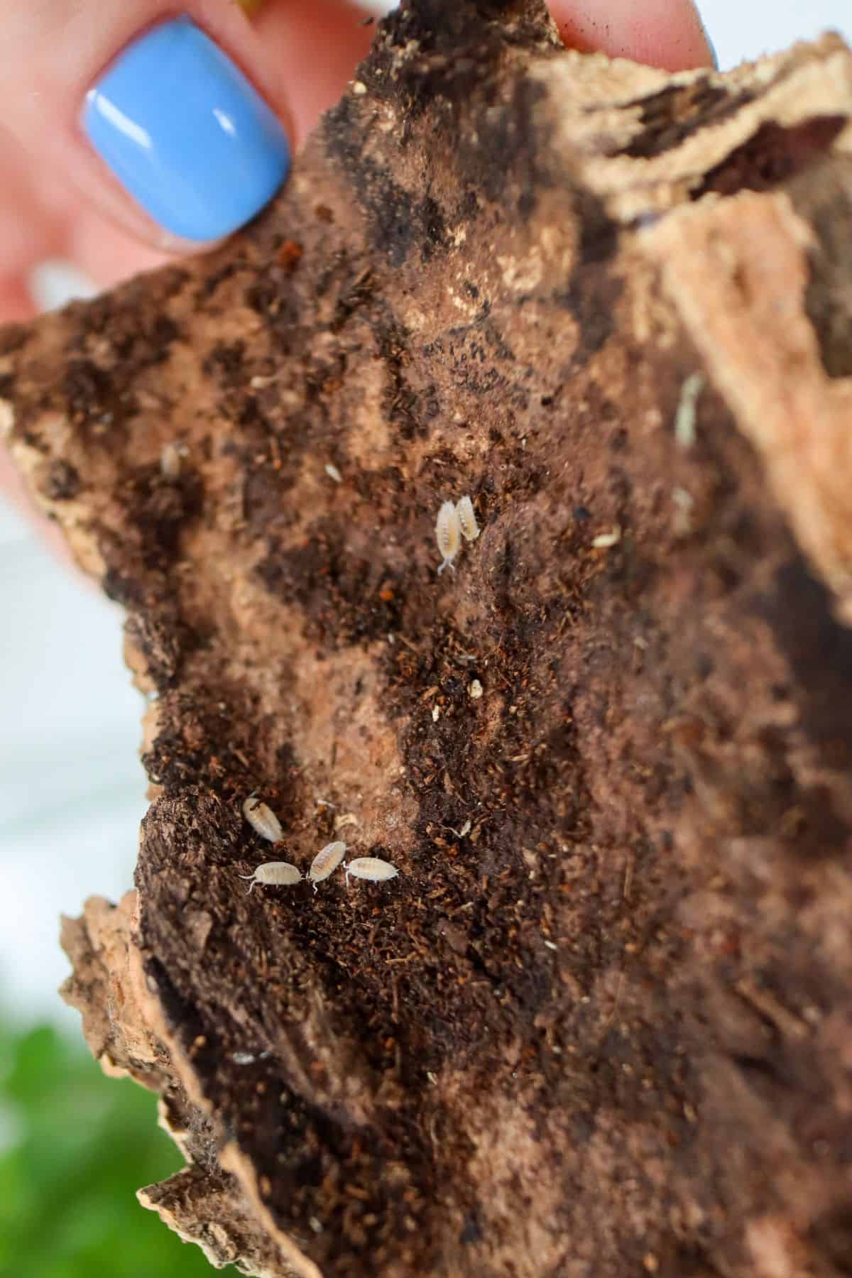 dwarf white isopods on cork bark