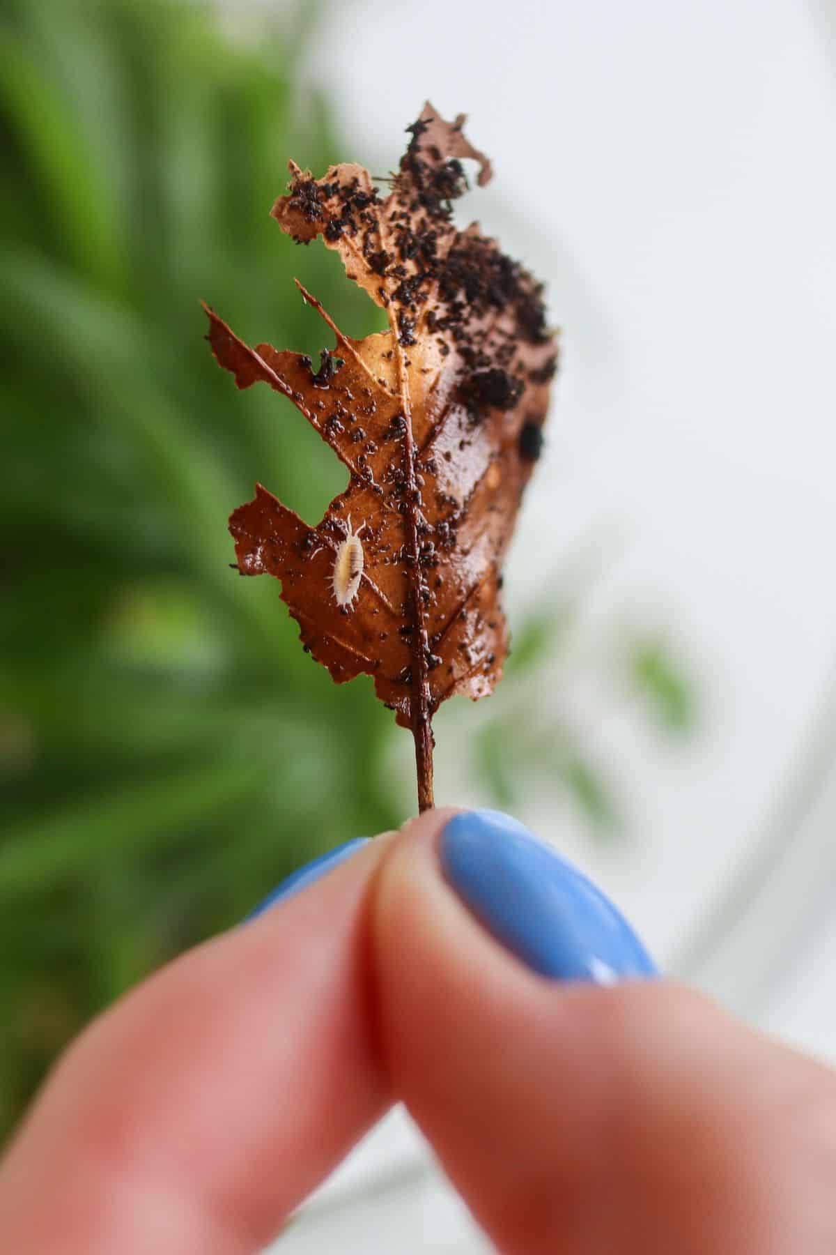 dwarf white isopods on leaf