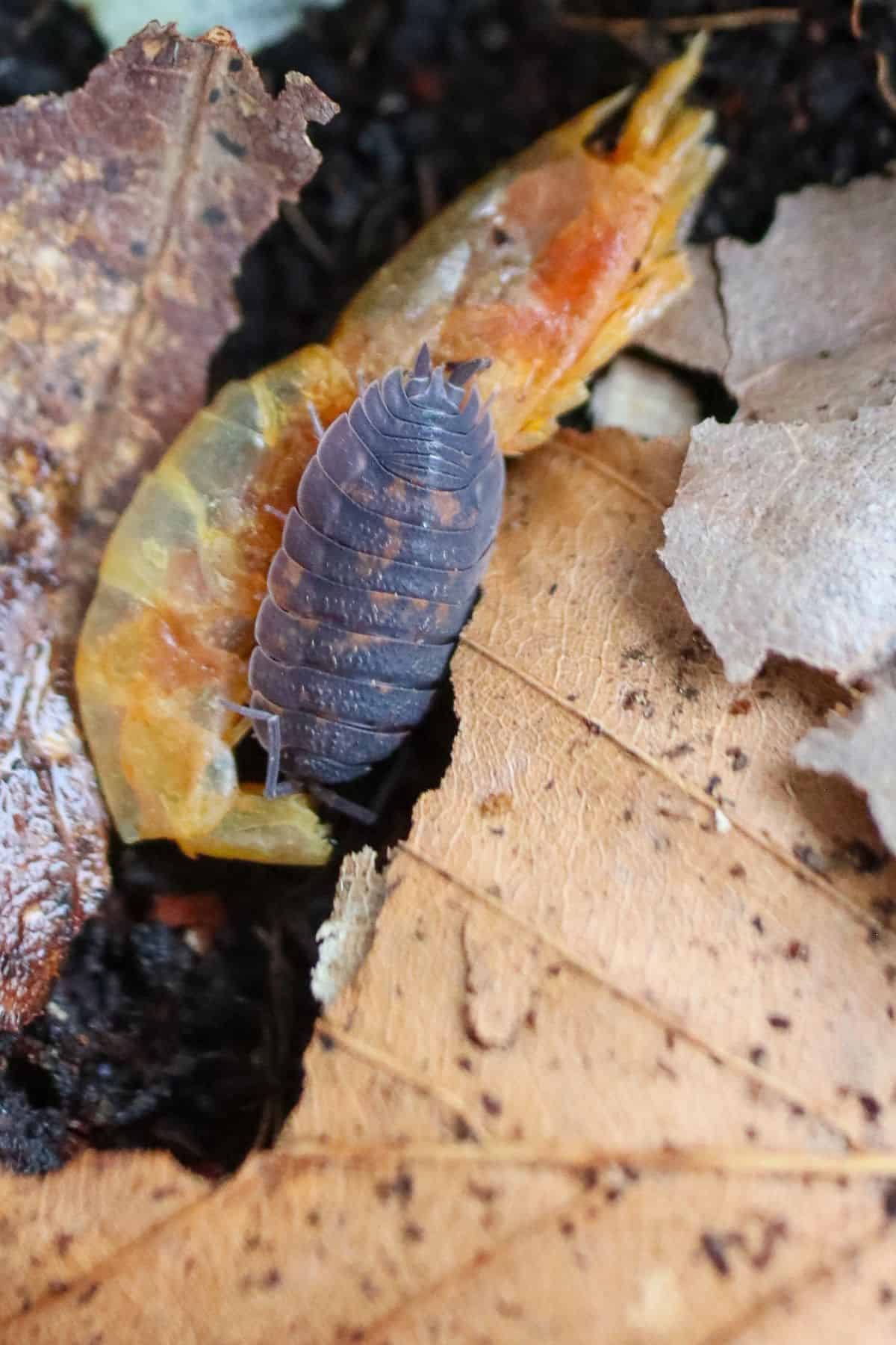 lava isopods feeding on shrimp