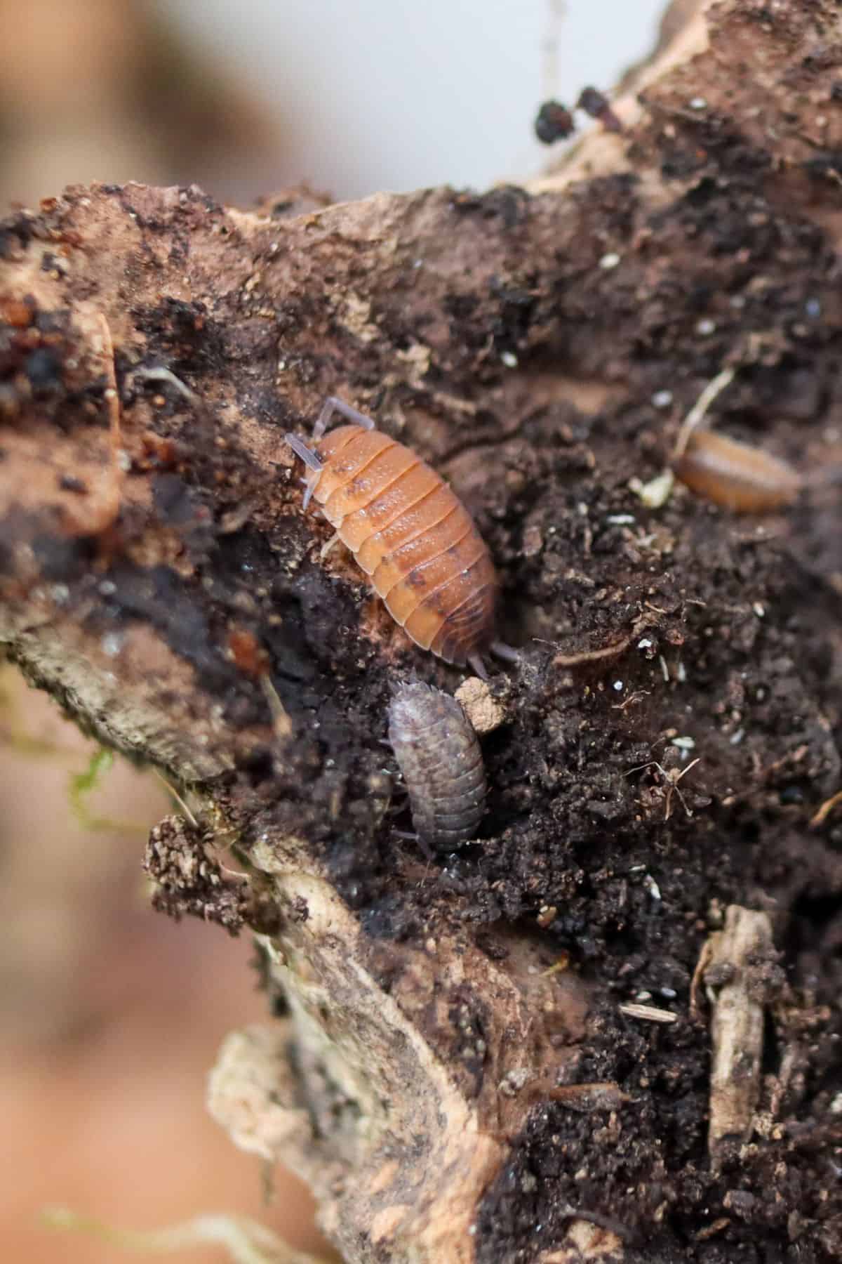 lava isopods on cork bark