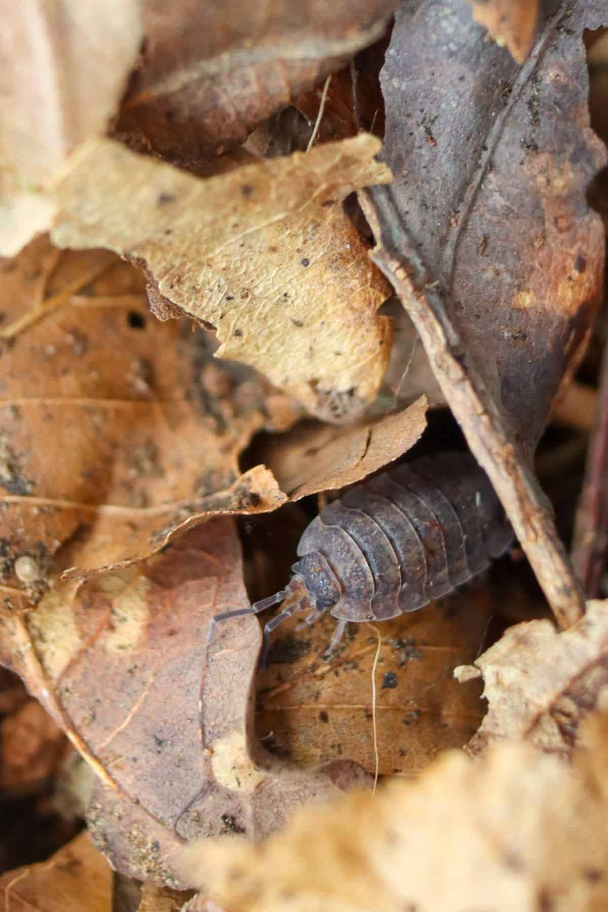 lava isopods on leaf litter