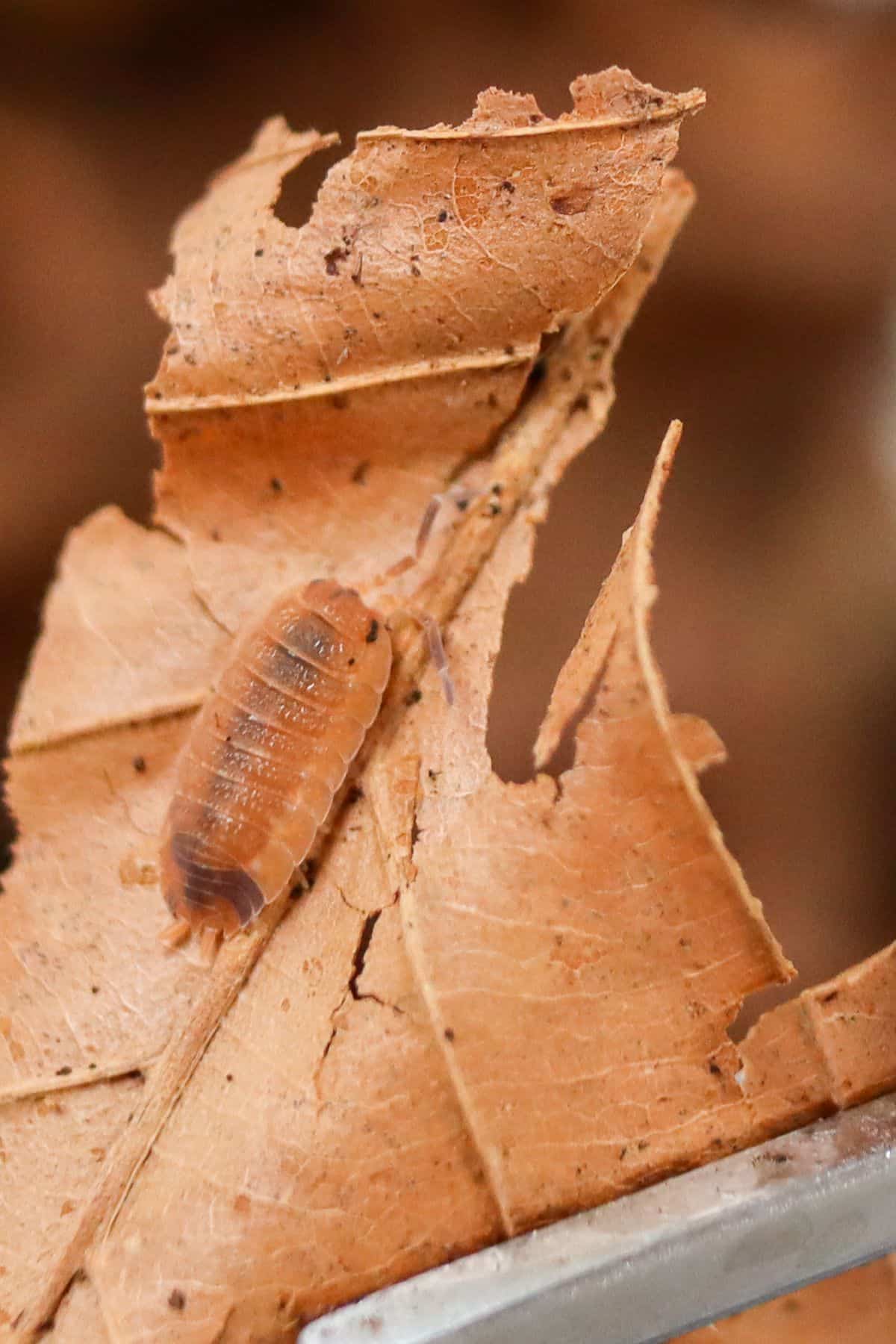 lava isopods on leaf