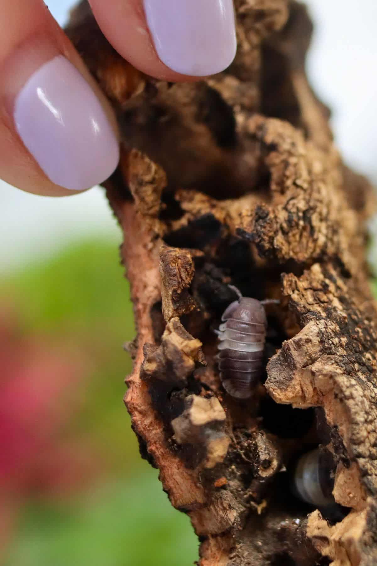 panda king isopods on cork bark