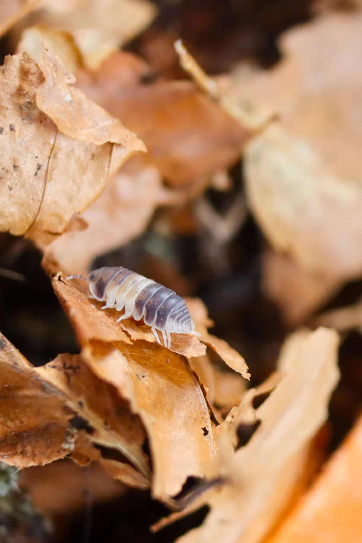 panda king isopods on leaf litter