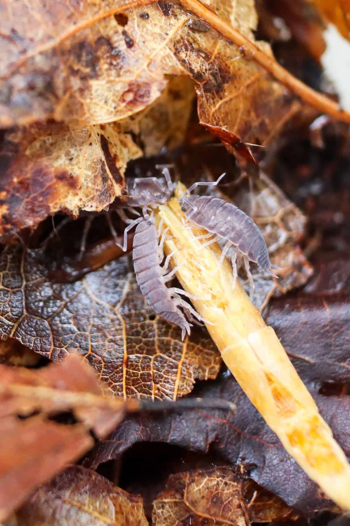 powder blue isopods eating a dried shrimp