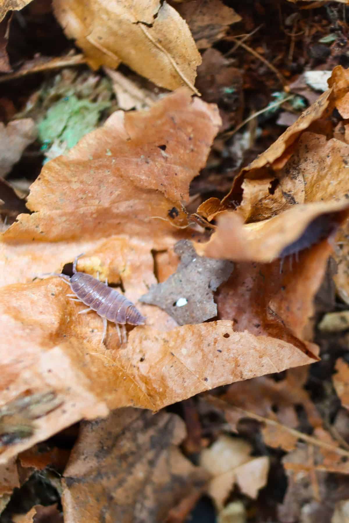 Powder Blue Isopods Care & Use (Porcellionides pruinosus)