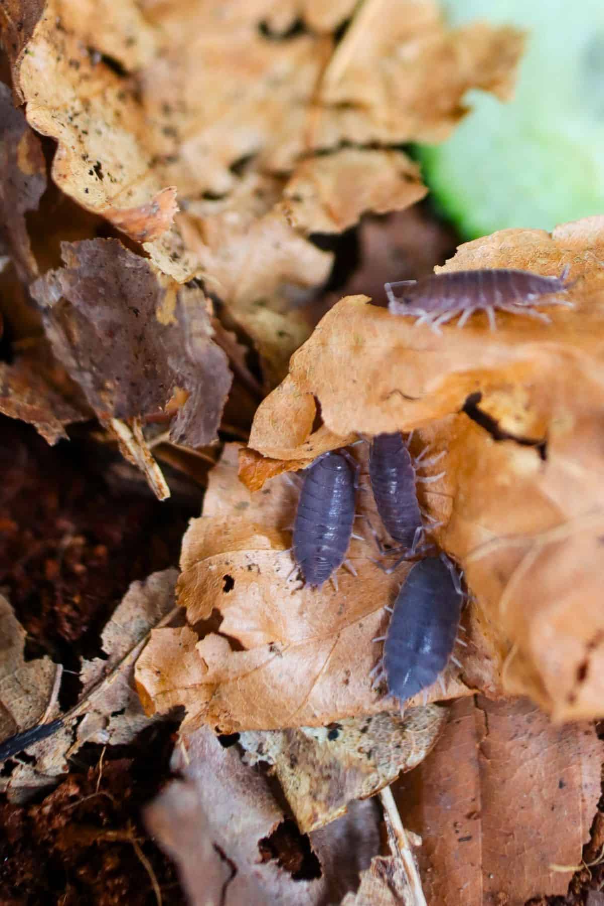 Powder Blue Isopods Care & Use (Porcellionides pruinosus)