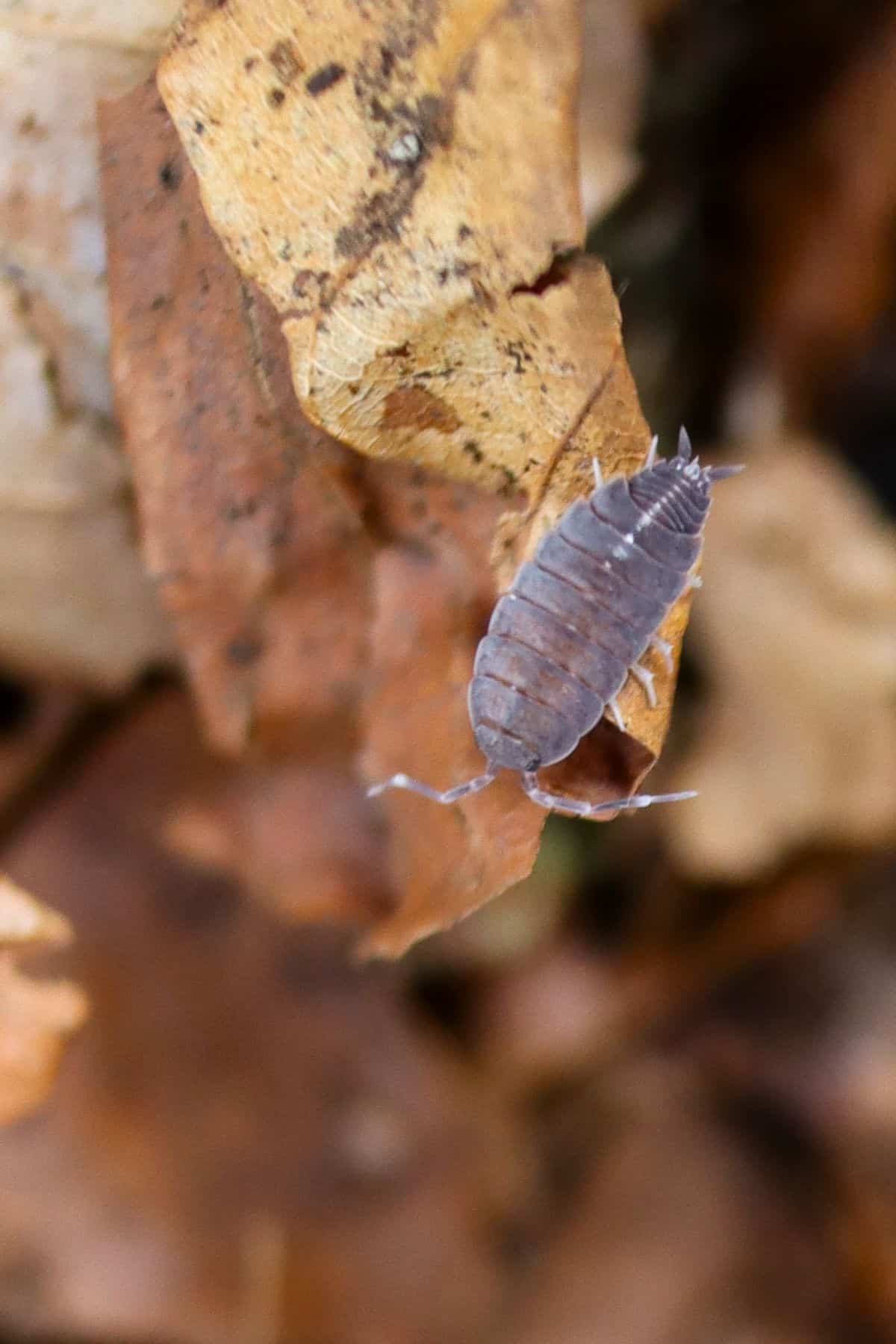 powder blue isopods on leaf