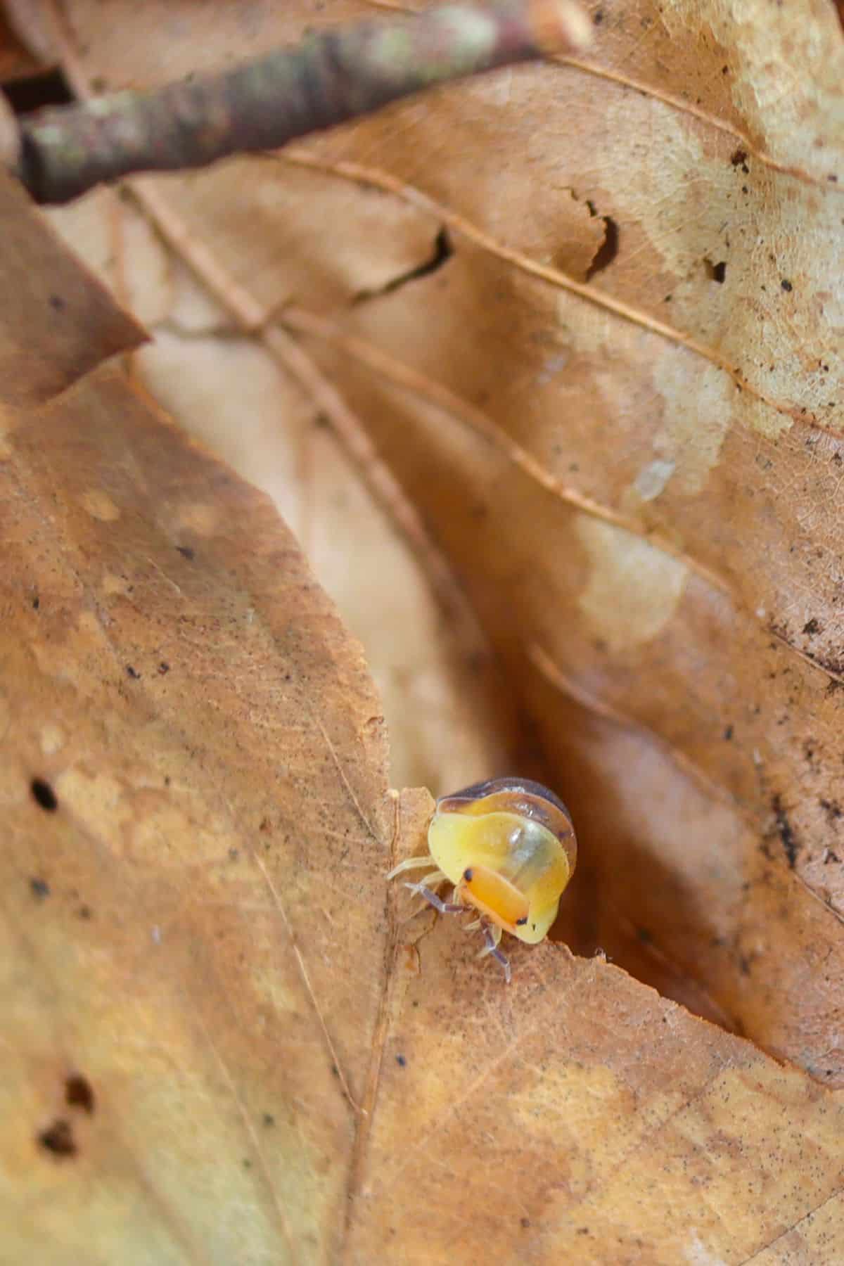 rubber ducky isopod face