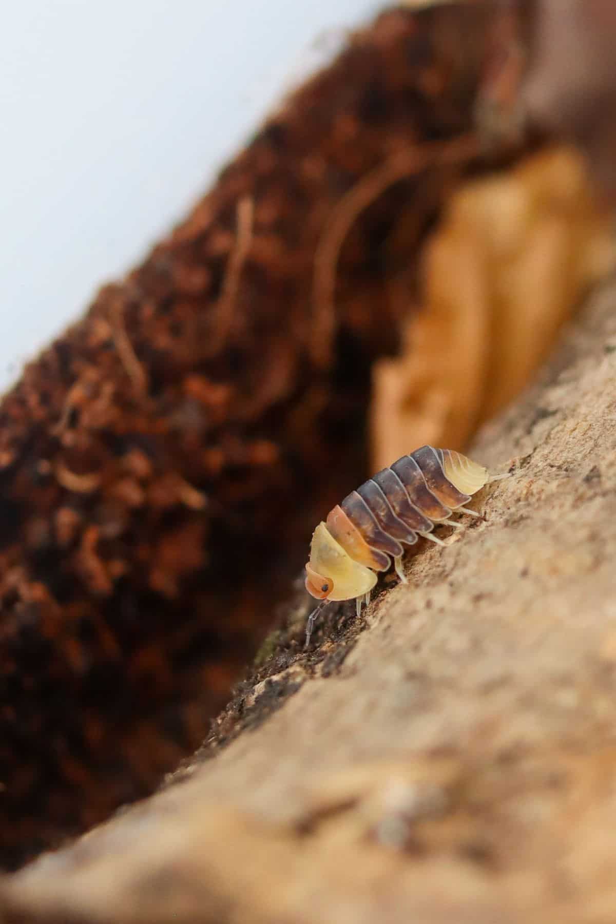 rubber ducky isopod on cork bark