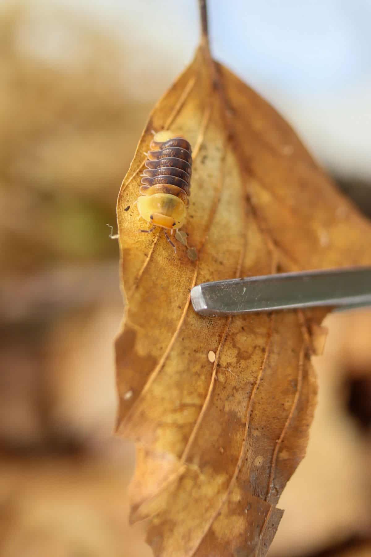 rubber ducky isopod on leaf