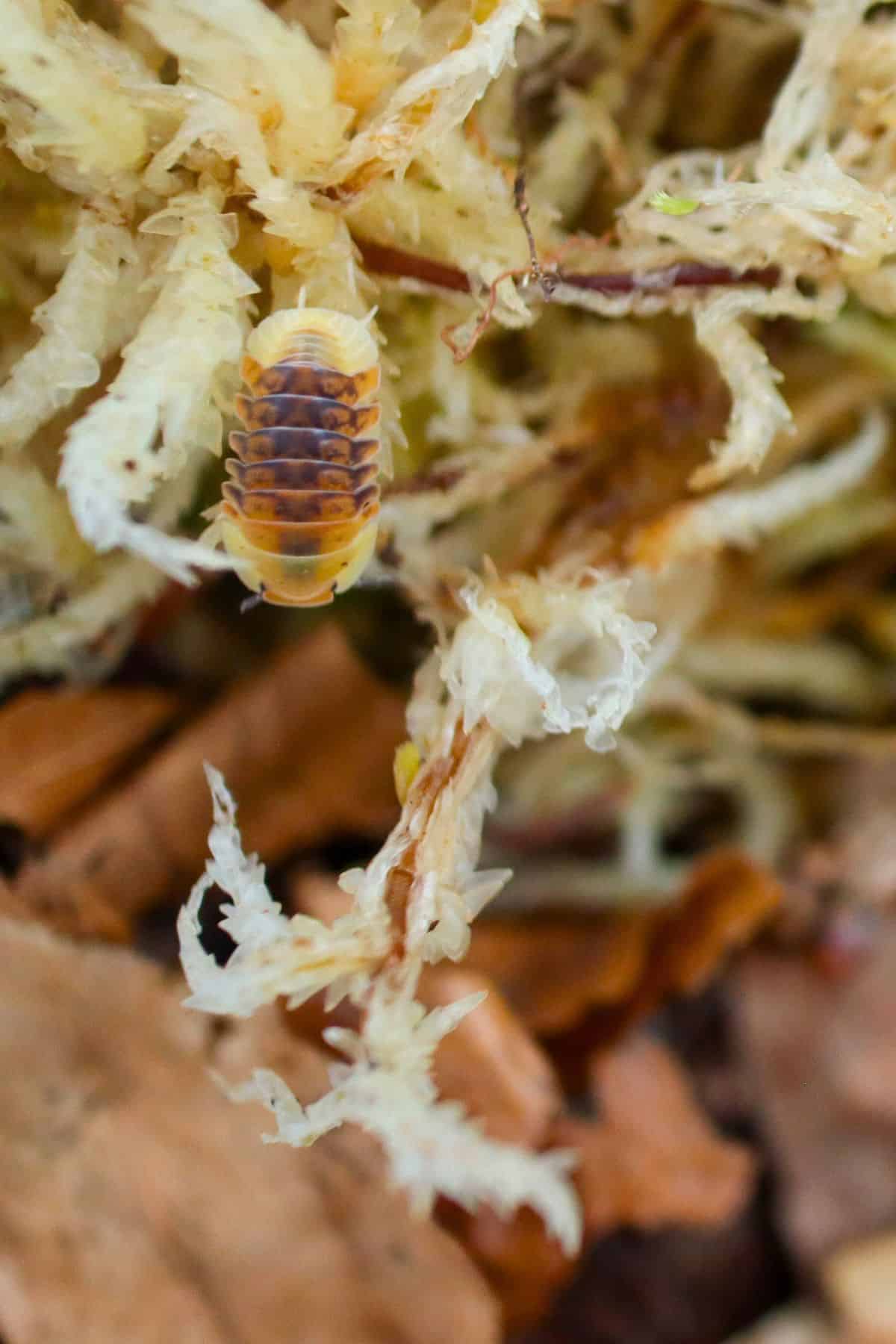 rubber ducky isopod on sphagnum