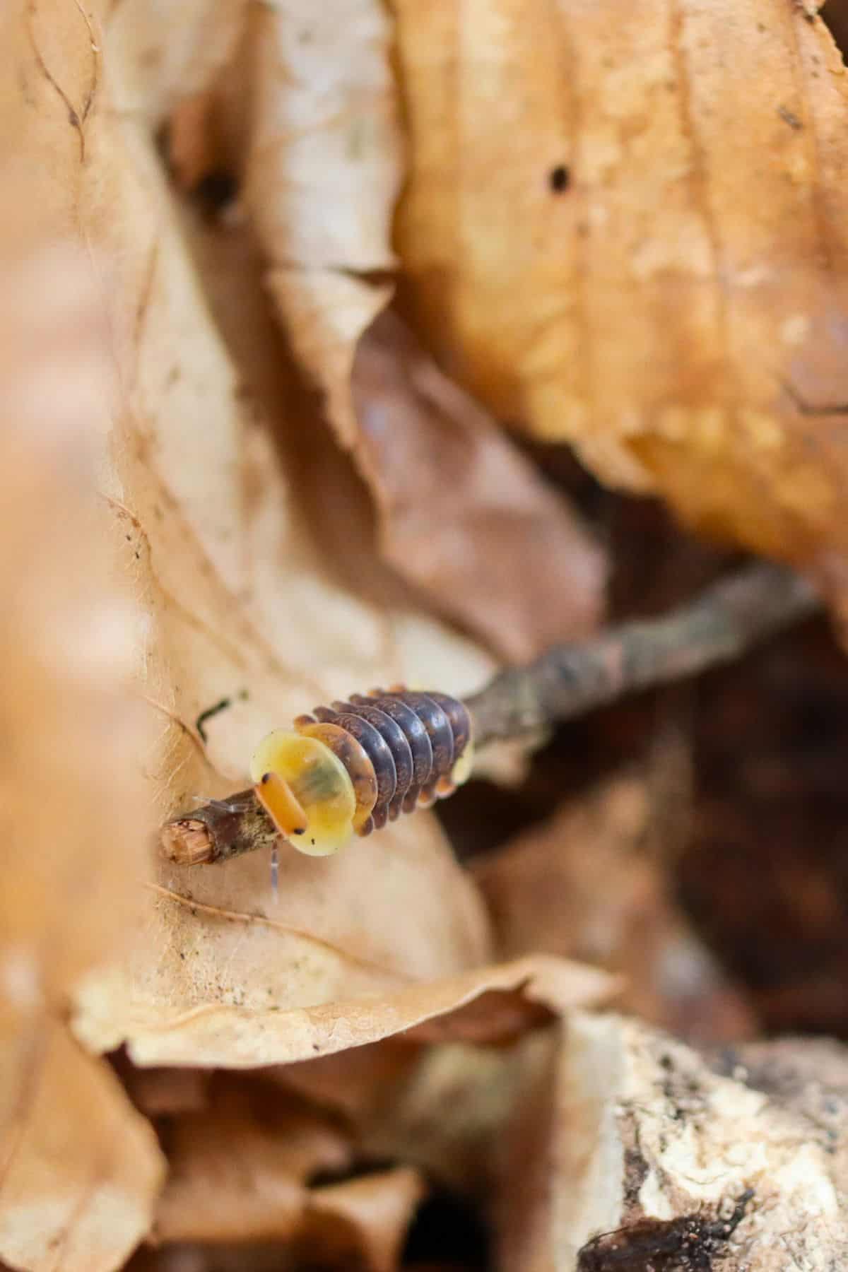 rubber ducky isopod on twig