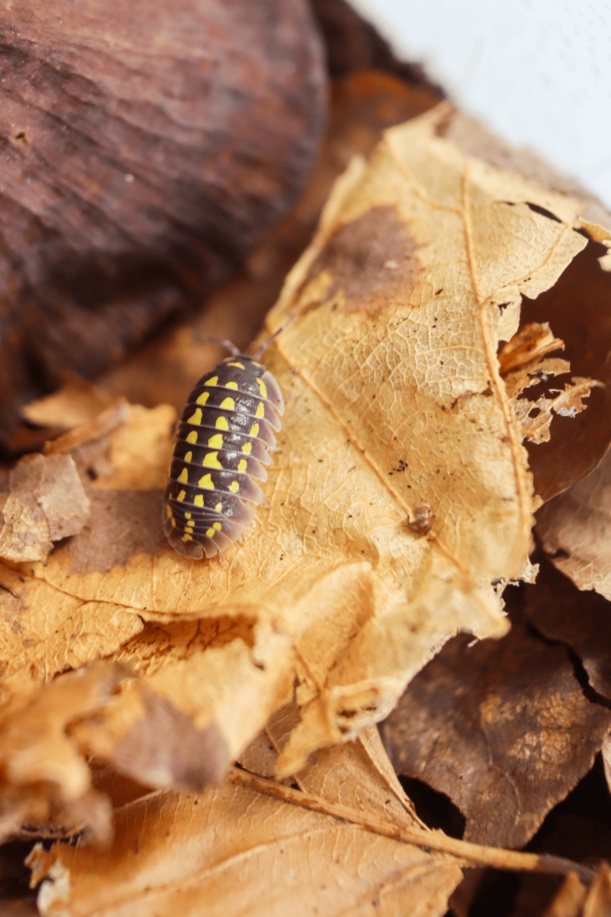 Armadillidium gestroi isopods on leaf litter