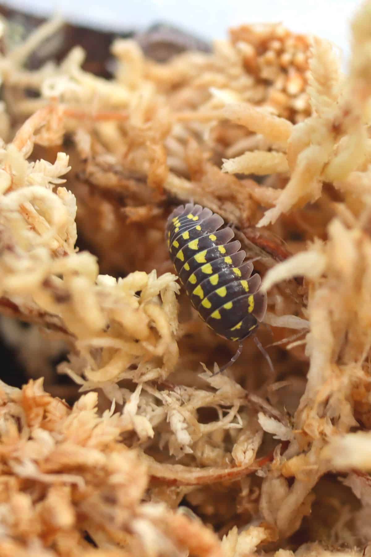 Armadillidium gestroi isopods on sphagnum moss